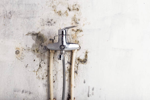 Best Mold Remediation  in Elberton, GA