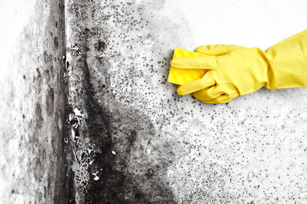 Best Crawl Space Mold Removal  in Elberton, GA