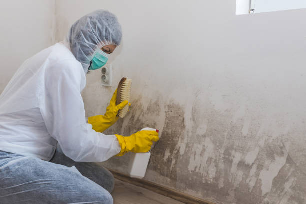 Best Crawl Space Mold Removal  in Elberton, GA