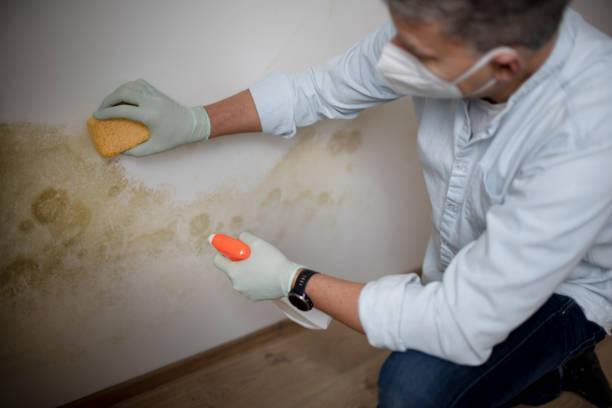 Best Professional Mold Removal  in Elberton, GA