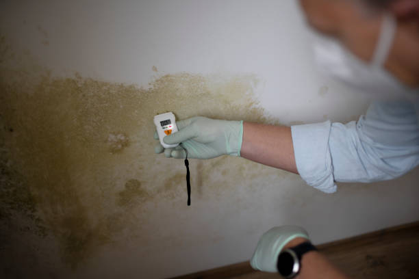 Best Mold Cleaning Services  in Elberton, GA