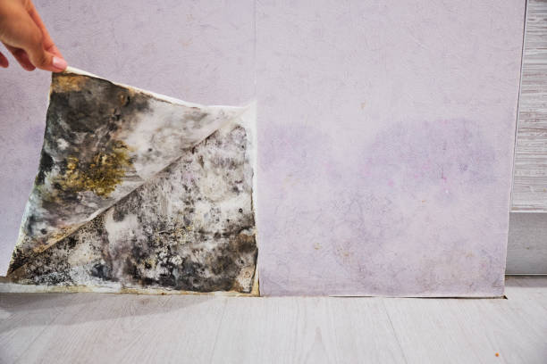 Trusted Elberton, GA Mold Removal Experts